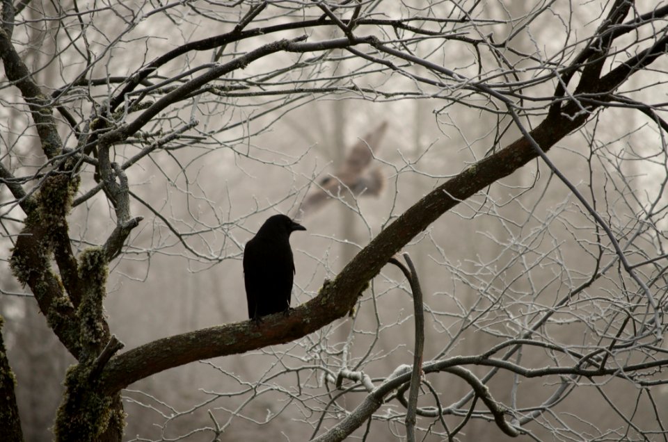 Branch Tree Fauna Bird