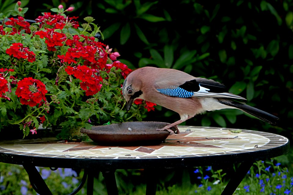 Bird Fauna Flora Beak