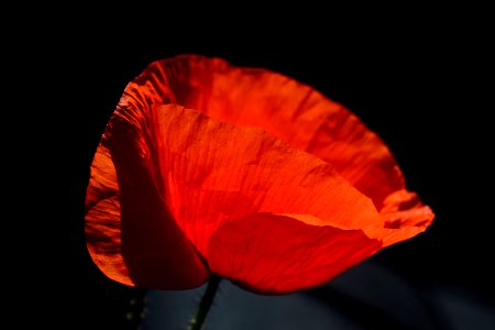 Flower Red Orange Poppy