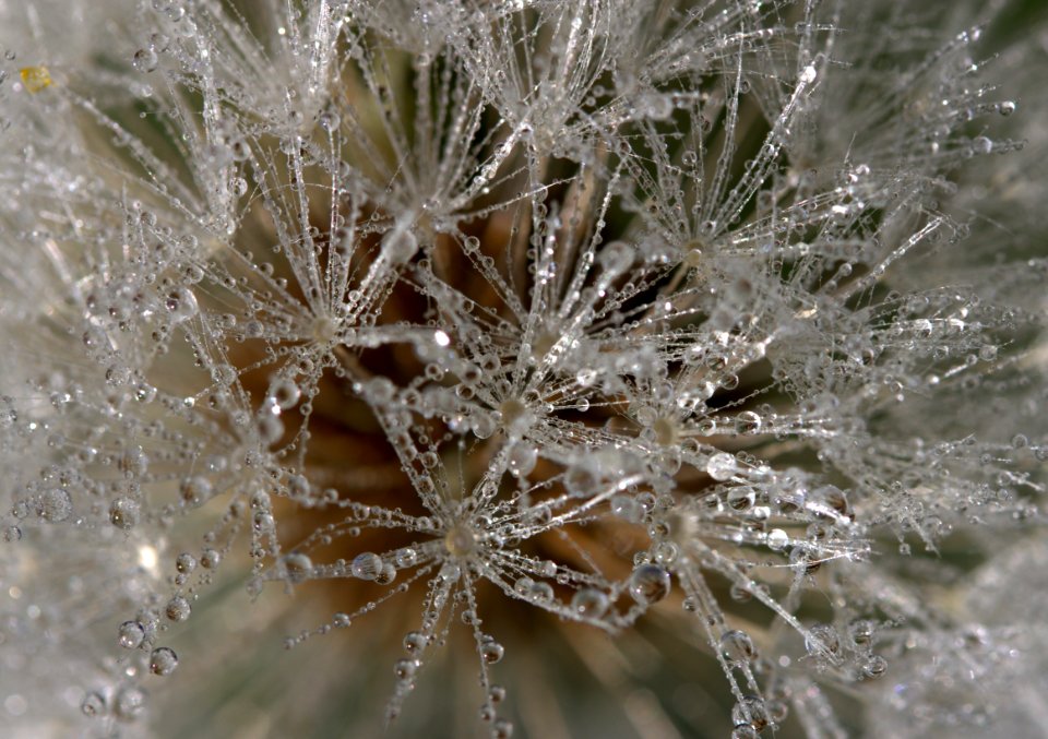 Water Close Up Macro Photography Flora