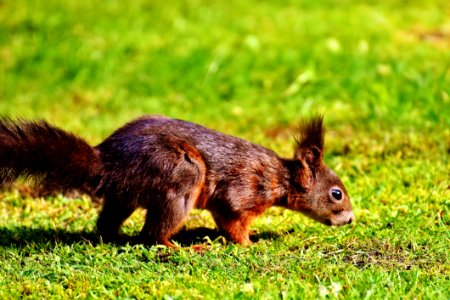 Fauna Squirrel Mammal Wildlife