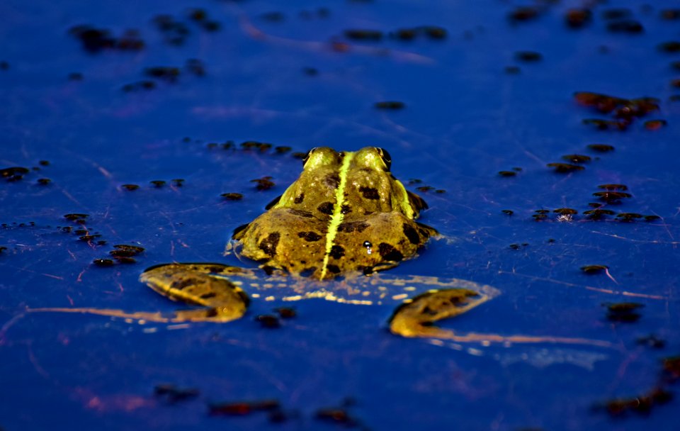 Water Reflection Yellow Leaf