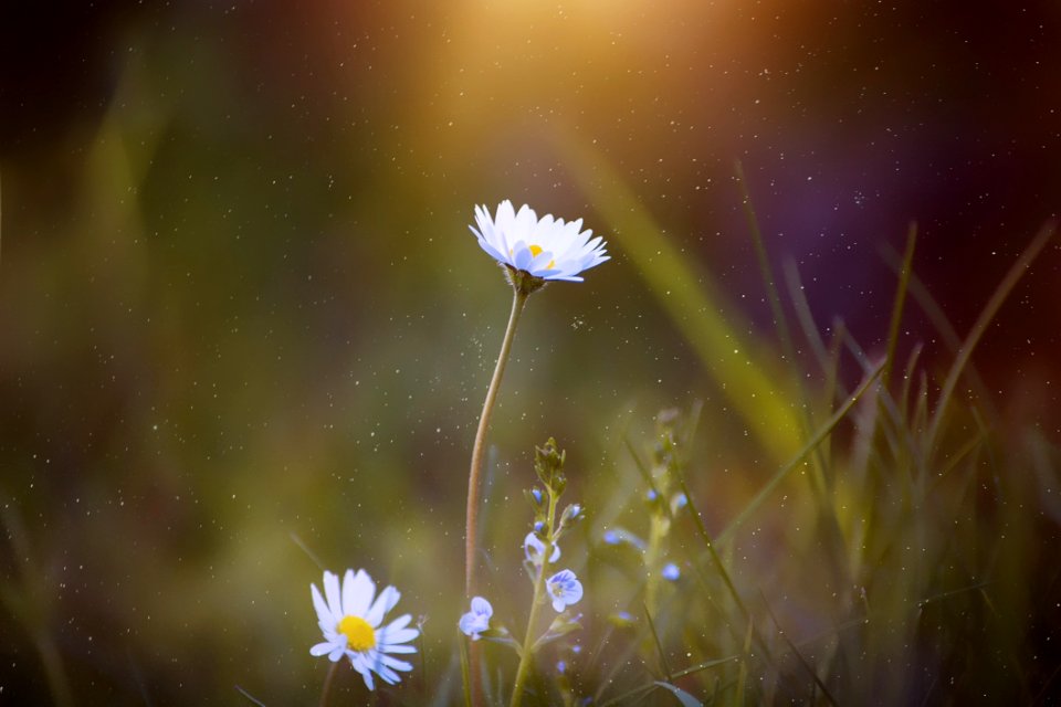 Flower Wildflower Flora Water