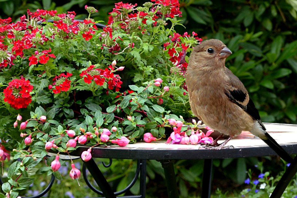 Bird Fauna Flora Plant