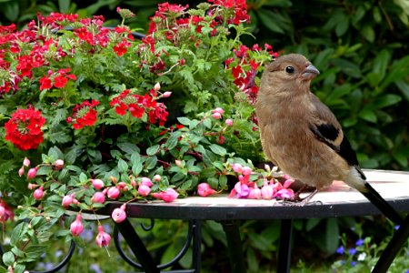 Bird Fauna Flora Plant photo