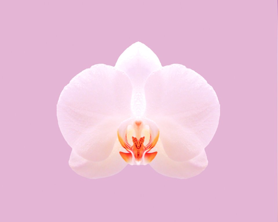 Flower Pink Flowering Plant Moth Orchid