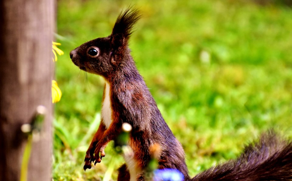 Squirrel Mammal Fauna Wildlife