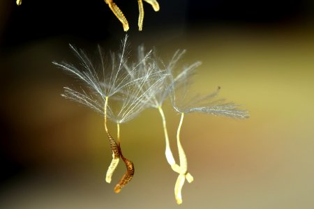 Macro Photography Close Up Twig Computer Wallpaper photo