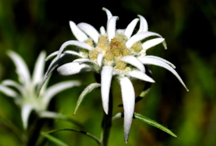 Flower Edelweiss Plant Flora