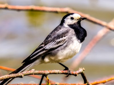 Bird Fauna Beak Finch