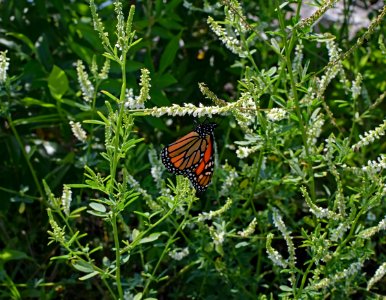 Butterfly Moths And Butterflies Brush Footed Butterfly Insect photo