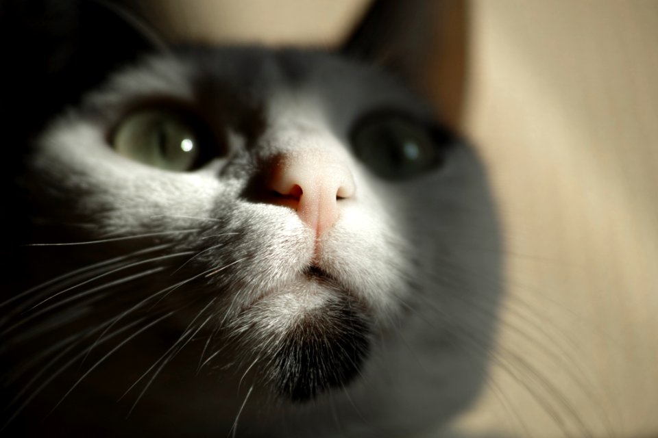 Cat Whiskers Face Black