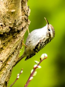 Bird Fauna Beak Wildlife