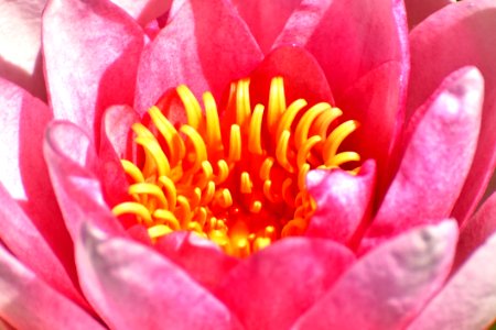 Flower Pink Yellow Flora photo