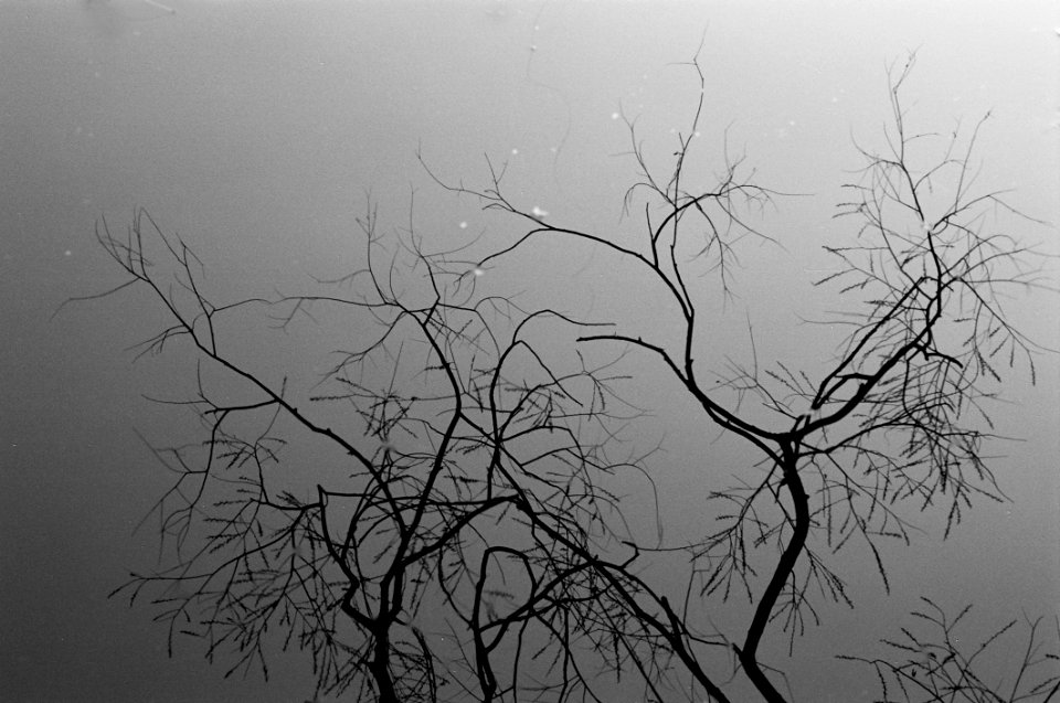Branch Tree Black Black And White