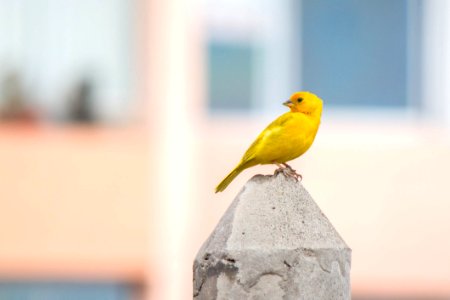 Bird Beak Parakeet Fauna