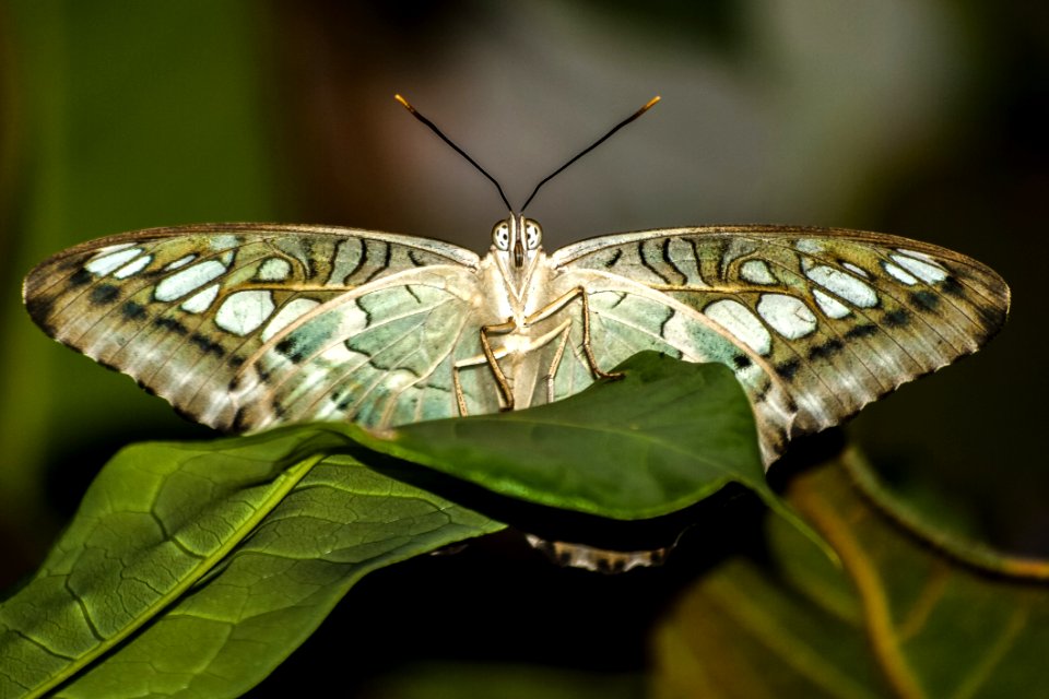 Insect Butterfly Moths And Butterflies Invertebrate