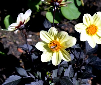 Flower Plant Flowering Plant Flora