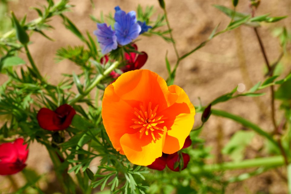 Flower Wildflower Flora Plant
