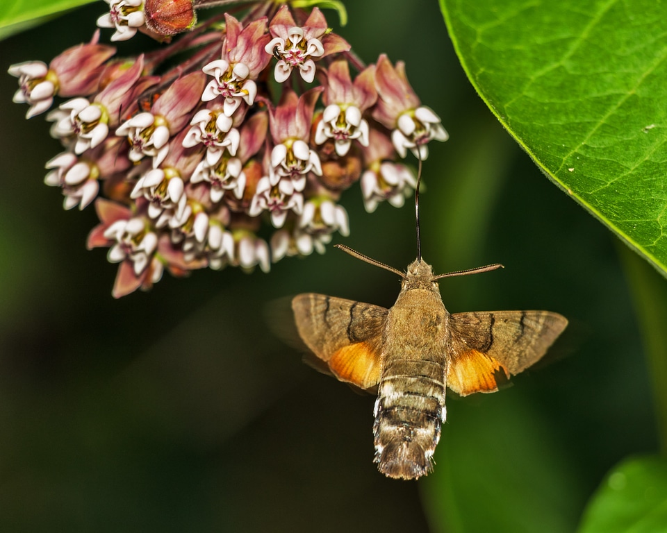 Flight fly insect