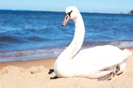 Swan Water Bird Ducks Geese And Swans Bird photo