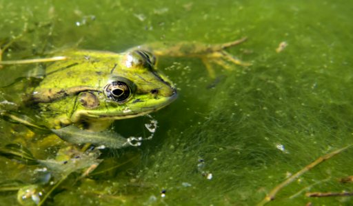 Ranidae Amphibian Ecosystem Frog