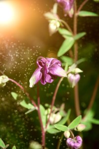 Flora Flower Plant Spring