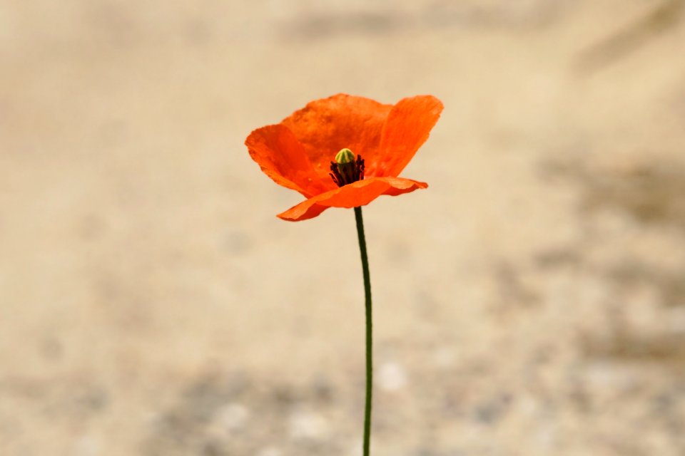 Flower Poppy Coquelicot Poppy Family
