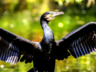 Beak Bird Cormorant Fauna photo