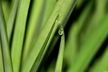 Green Water Grass Close Up photo