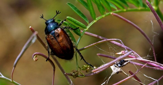 Insect Invertebrate Macro Photography Pest