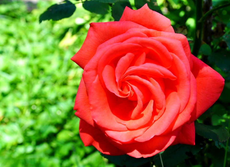 Rose Rose Family Flower Garden Roses
