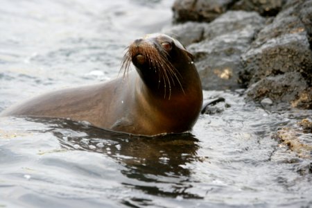 Seals Mammal Fauna Marine Mammal
