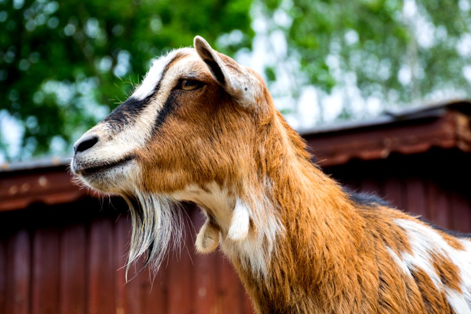 Goats Goat Fauna Wildlife