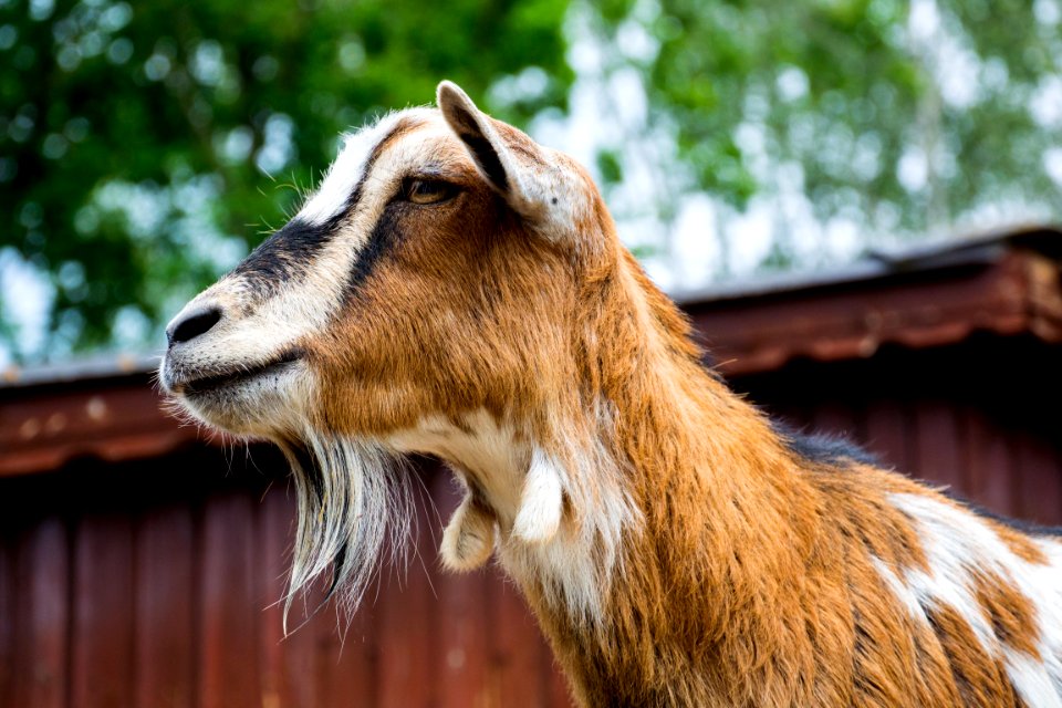 Goats Goat Fauna Wildlife photo