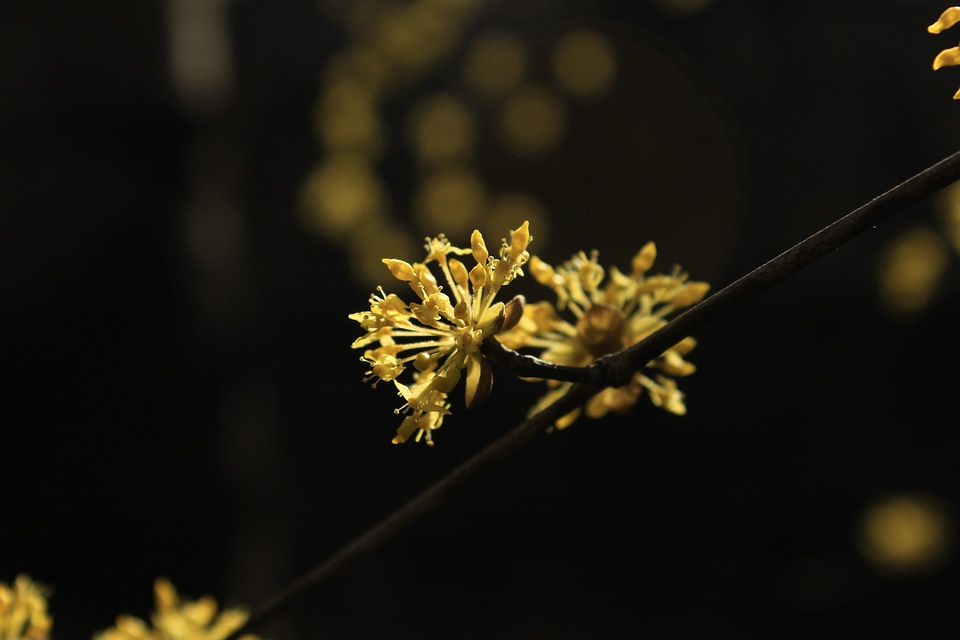 Plant natural blossom