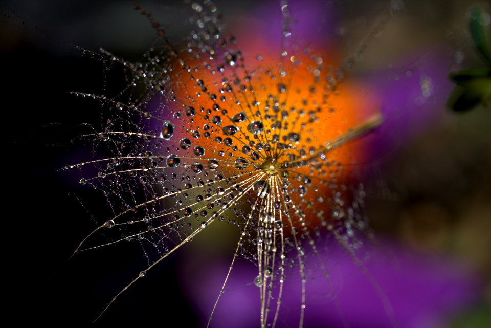 Water Macro Photography Spider Web Purple