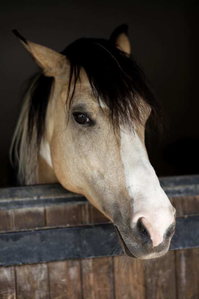 Horse Bridle Mane Horse Like Mammal