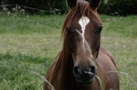 Horse Mane Bridle Mare