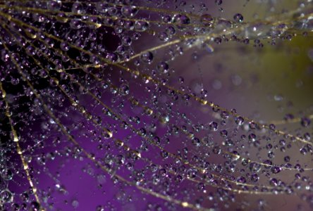 Water Spider Web Dew Purple