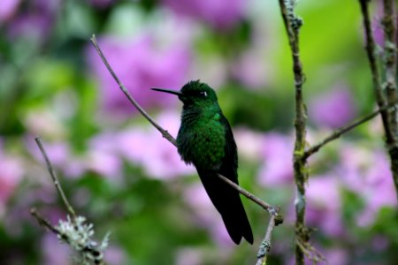 Bird Hummingbird Fauna Beak