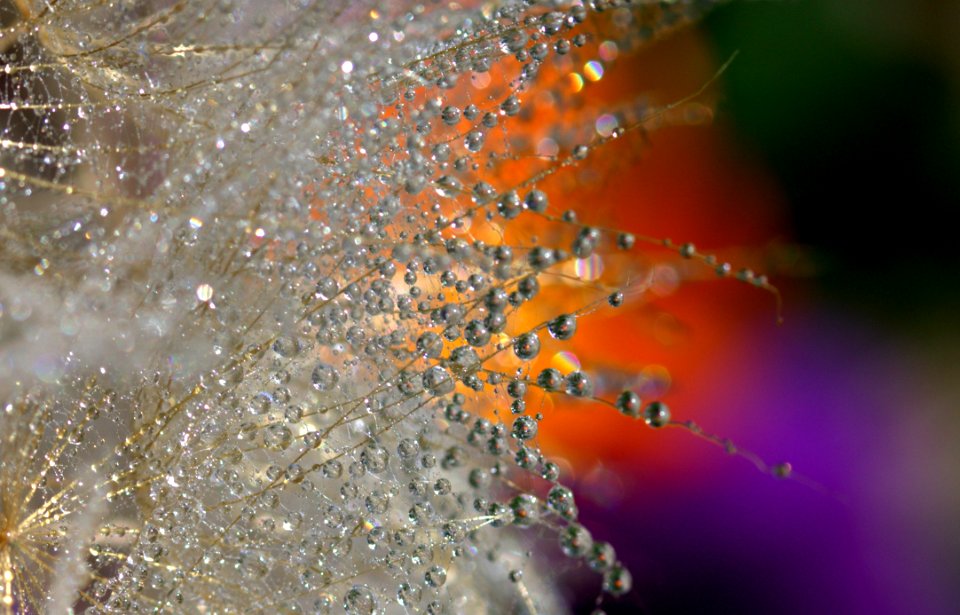 Water Spider Web Moisture Macro Photography