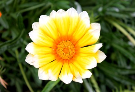 Flower Yellow Flora Close Up photo