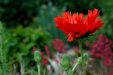 Flower Plant Wildflower Vegetation