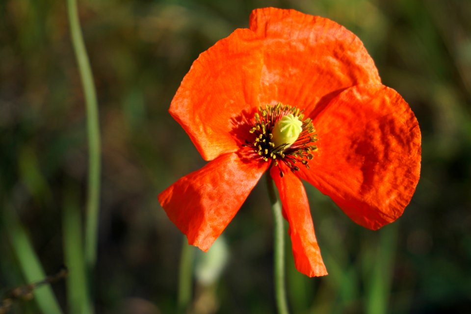 Flower Wildflower Poppy Flora