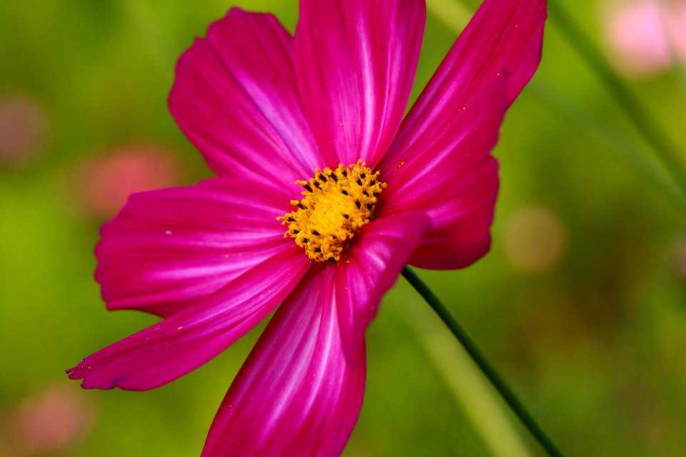 Flower Garden Cosmos Flora Close Up