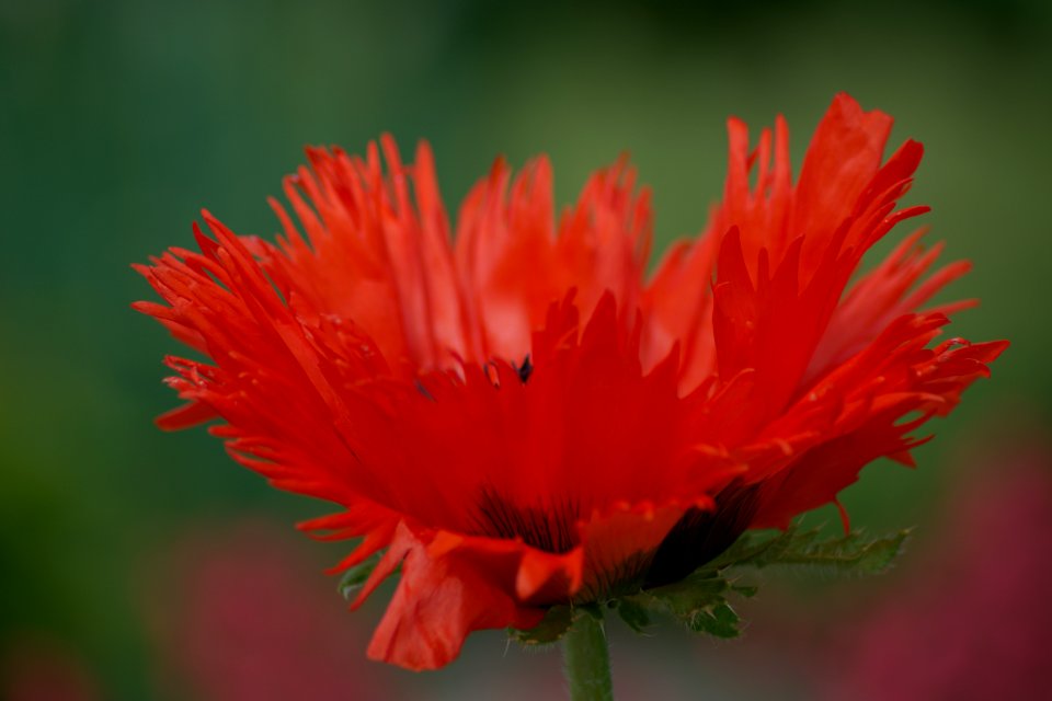 Flower Wildflower Close Up Flora