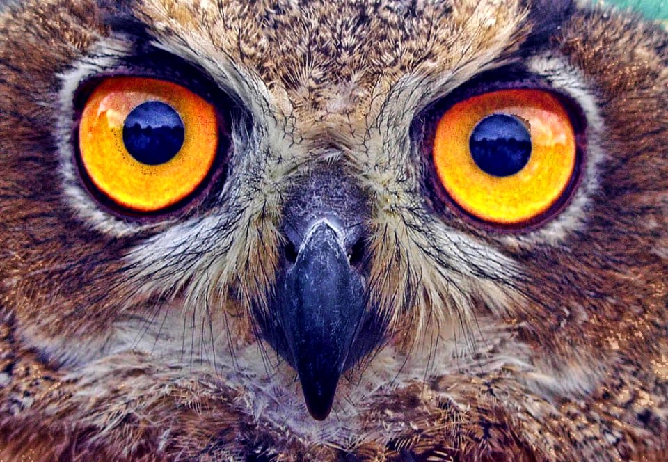 Owl Beak Fauna Bird Of Prey