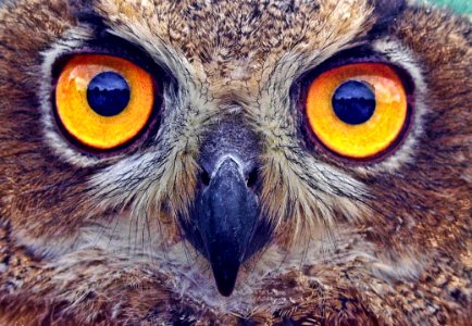 Owl Beak Fauna Bird Of Prey photo