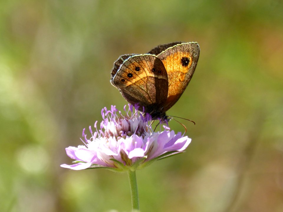 Butterfly Moths And Butterflies Insect Brush Footed Butterfly
